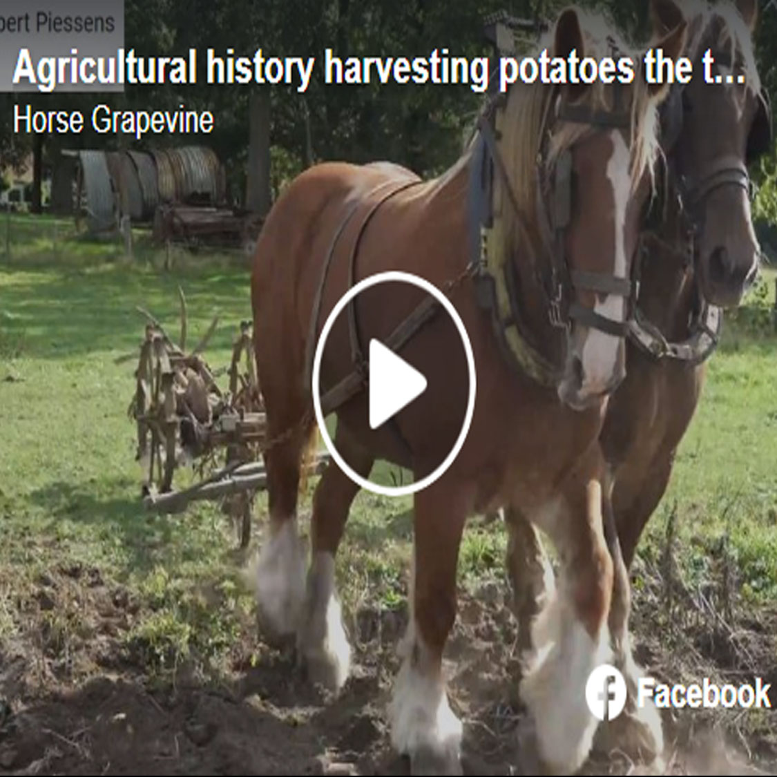 Agricultural history horses harvesting potatoes the traditional way
