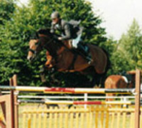 international show jumping horse