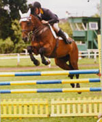 Showjumping Horse Jadorejk