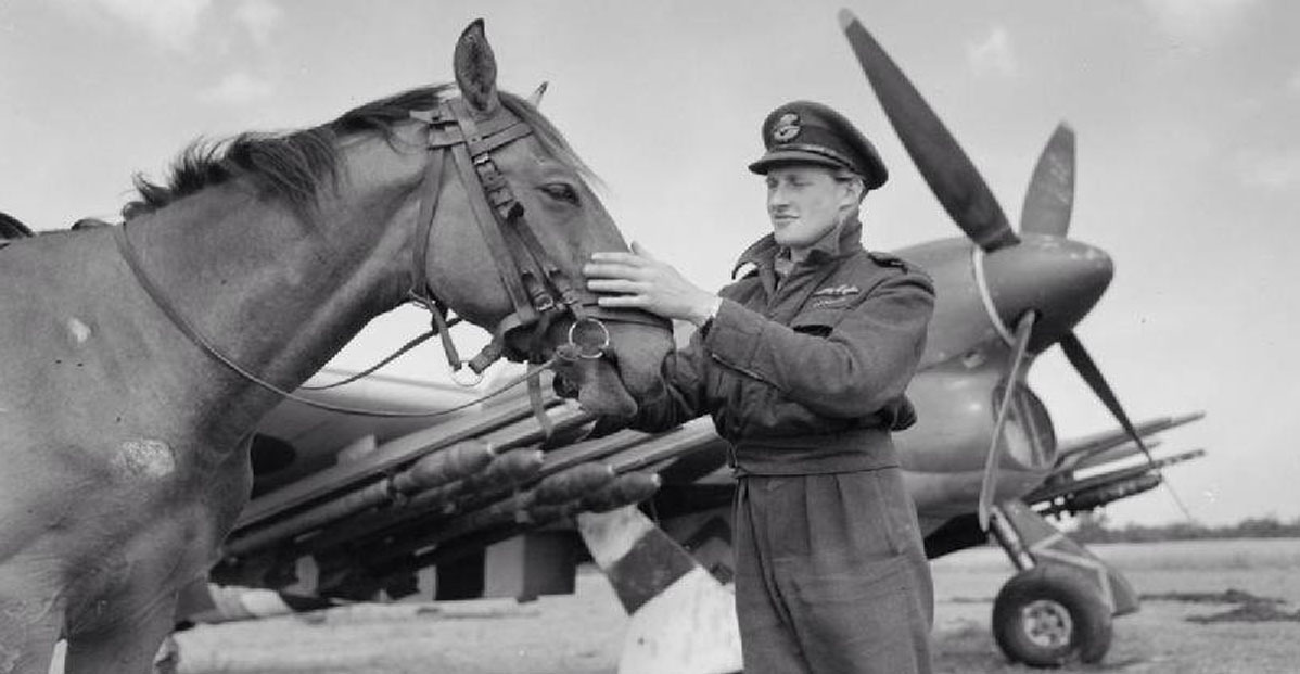 Canadian Hawker Typhoon Pilot Who Befriended A Local French Horse