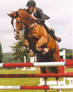 Mosaik - Showjumping Mare