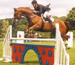 Showjumping Horse