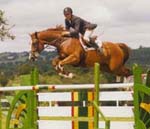 Mosaik - Quality Sport Horse