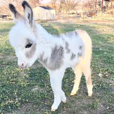 Mini Donkey