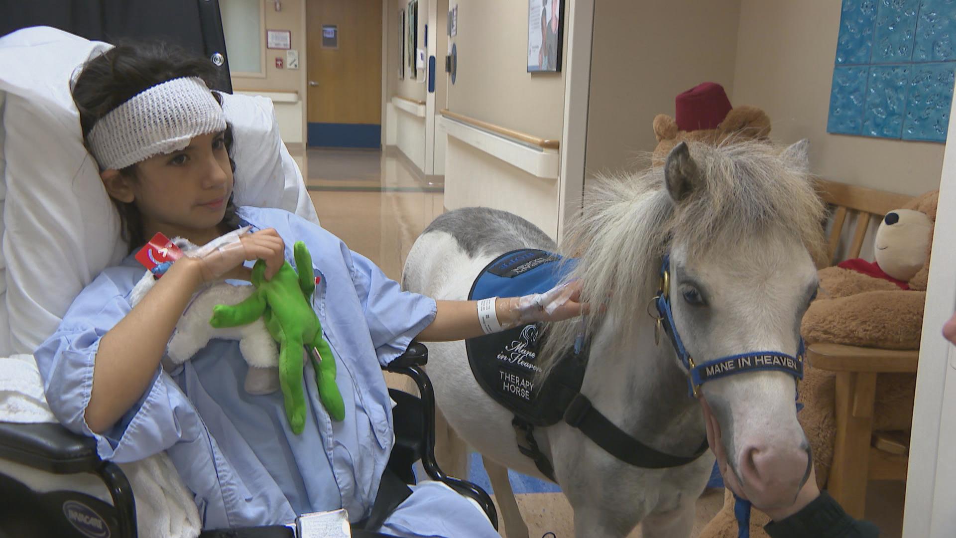 Small but mighty miniature horses offer therapy and hope