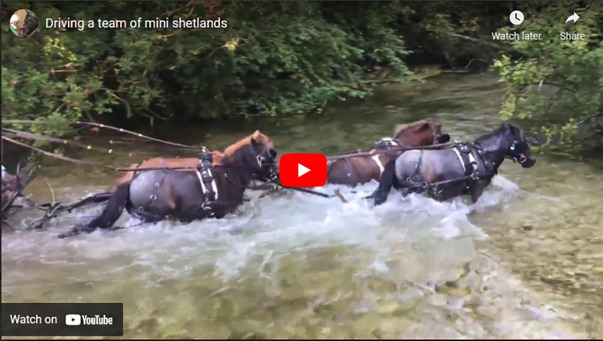 Driving A Team Of Mini Shetlands