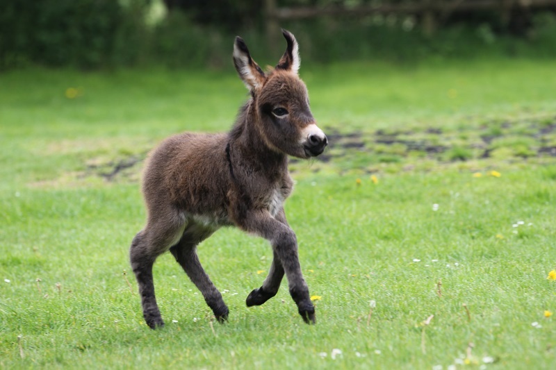 Miniature Donkey