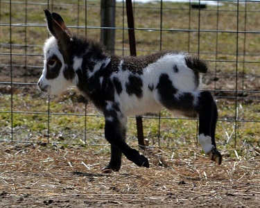 Mini Donkey