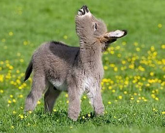 Miniature Donkey