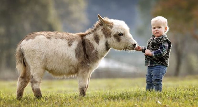 Mini Donkey