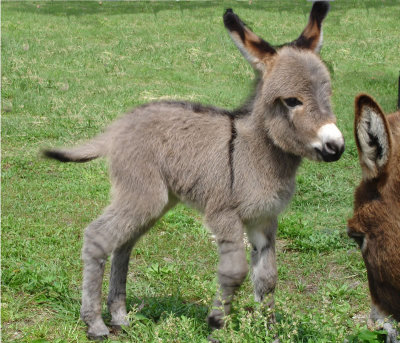 Mini Donkey