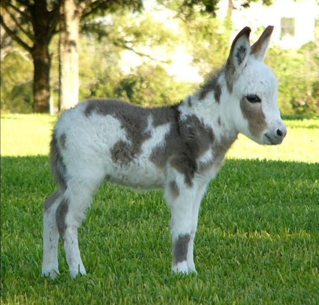 Mini Donkey