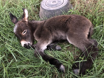 Mini Donkey