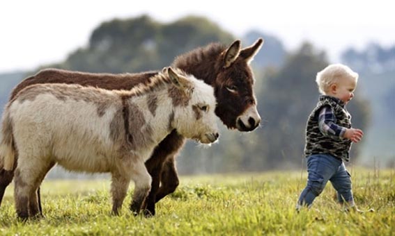 Miniature Donkey