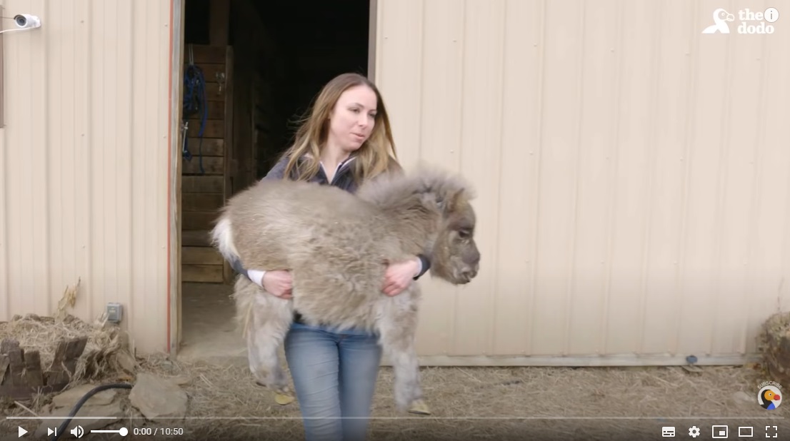 Mini Dwarf Pony Who Could Barely Walk Finally Gets To Run