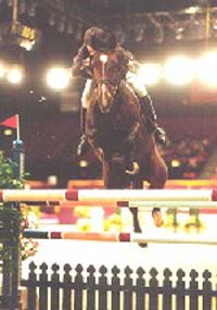 Niagra B - Horse Of The Year Show