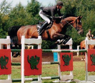 Show Jumping Horse - Niagra B