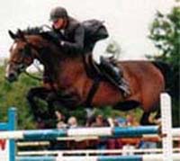 Showjumping Horse Niagra B