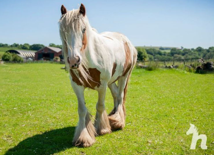 pony on the brink of death