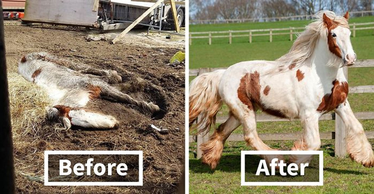 The discovery of a pony on the brink of death by a team of volunteers resulted in her miraculous recovery and transformation into a stunning beauty