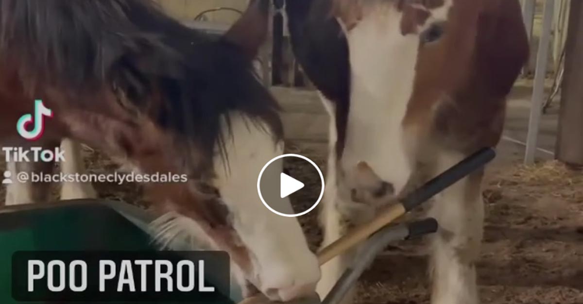 Baby`s Geordy and Jack Helping With Poo Patrol @Blackstone Clydesdales