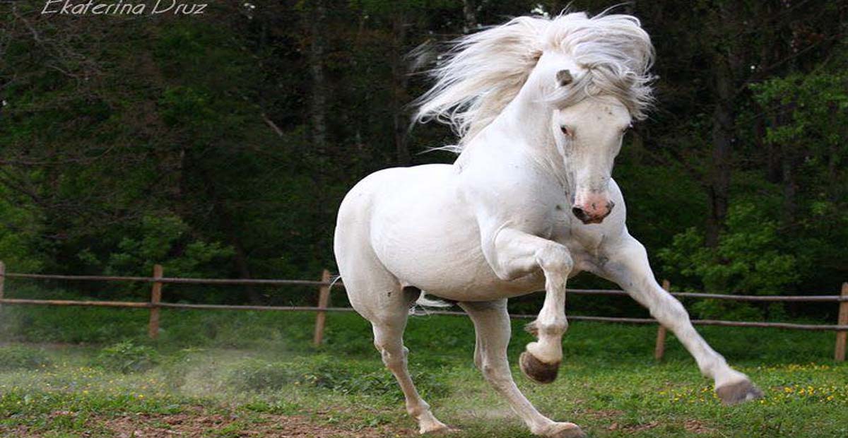 What a beautiful and powerful horse @Ekaterina Druz Horse Photography