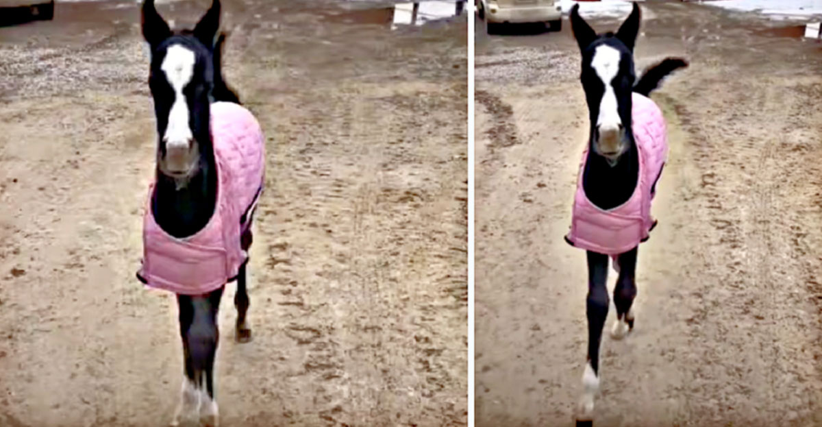 Look at you all pretty in pink, sassy filly foal showing off in front of camera