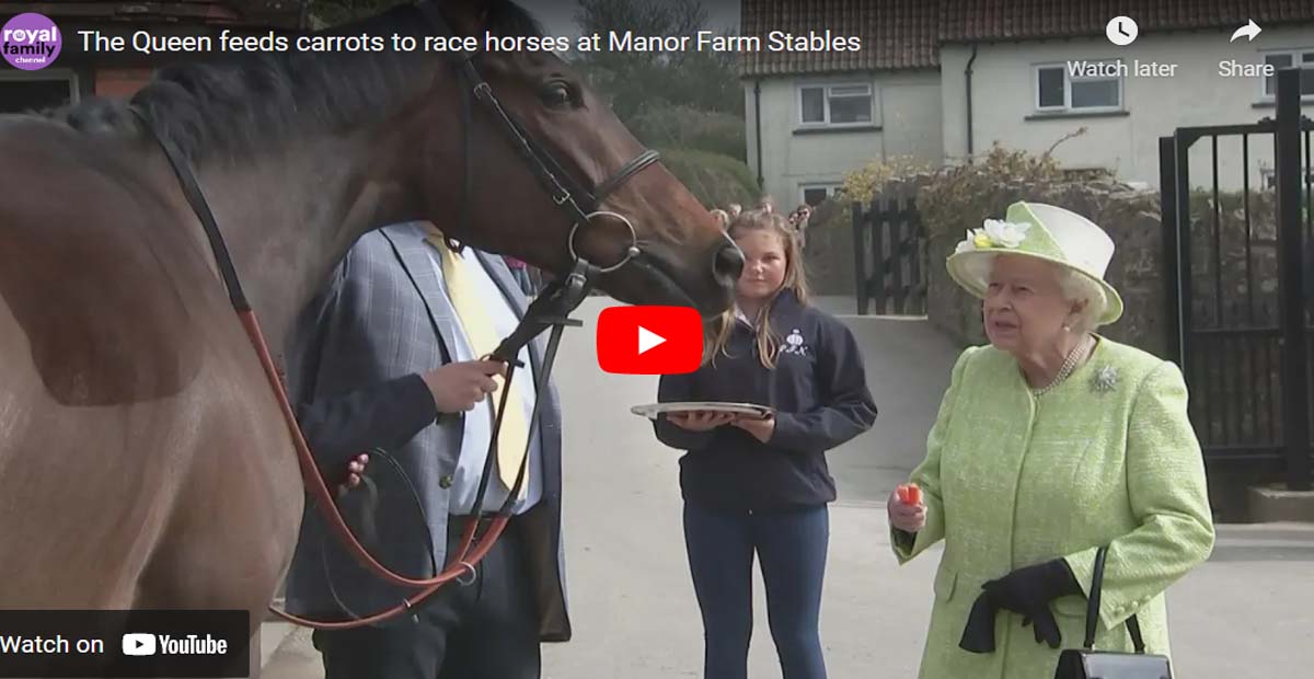 The Queen feeds carrots to race horses at Manor Farm Stables