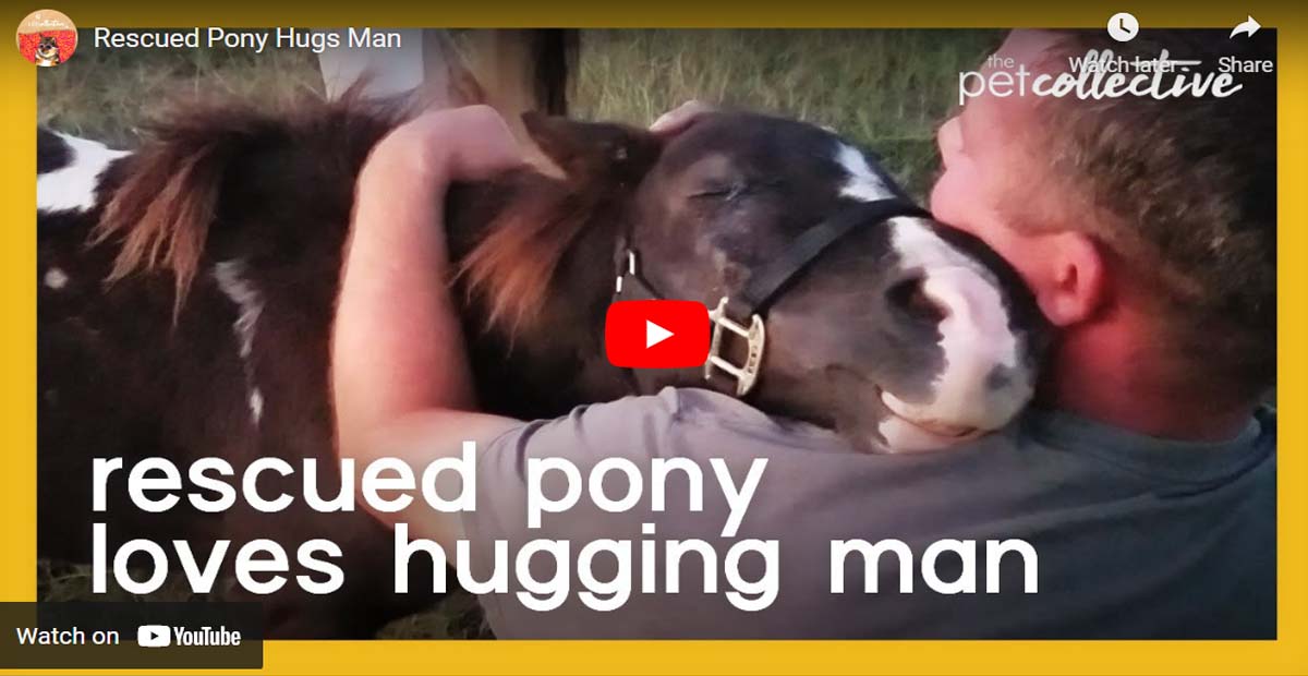 Rescued Pony Hugs Man Who Saved His Life