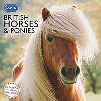 RSPCA Horse