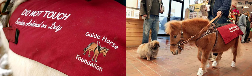 Miniature Horses - Service Horses