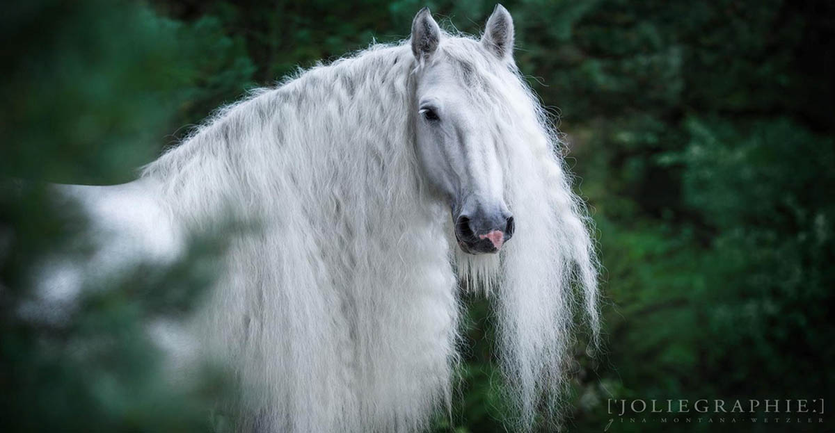 Shire Horse Stallion - Upper Delves James