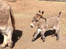 Stone House Mini Donkeys