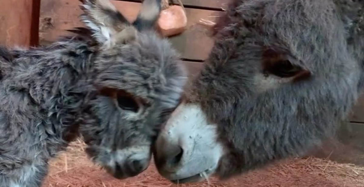 Mamma donkey showing the love to her baby