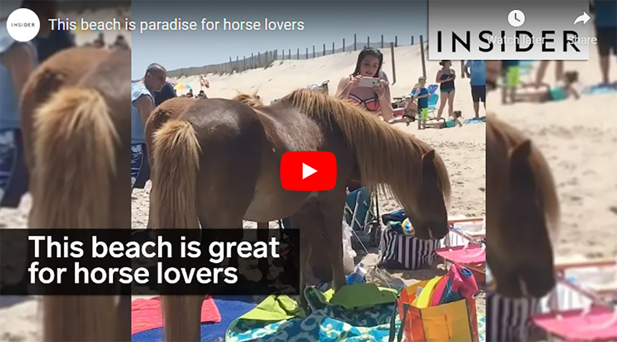 the beach is paradise for horse lovers