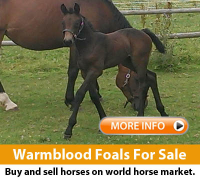 warmblood foals for sale