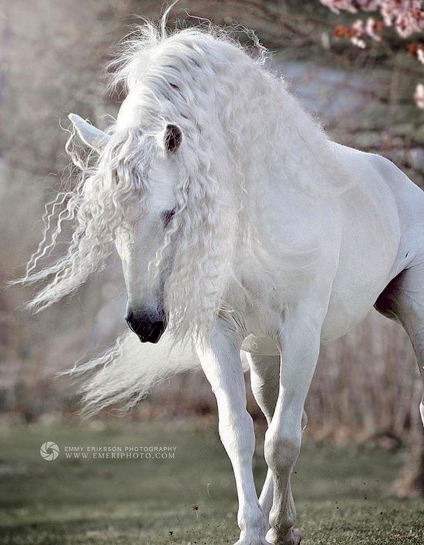 Pure White Andalusian Stallion, Express Pyramid by Emmy Eriksson