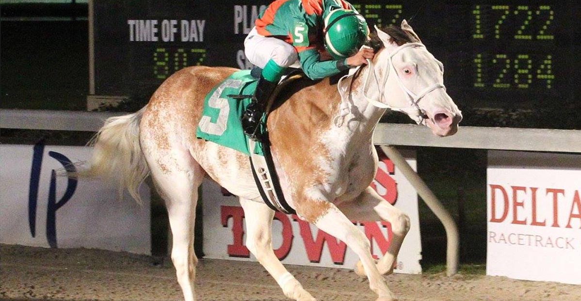 Painting the Sky (Yankee Gentleman x Lone Star Sky) - White Spotted Mare