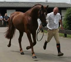 Zip Z - Stallion Grading Trot Up