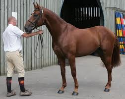 Zip Z at Equicourse Stallion Grading